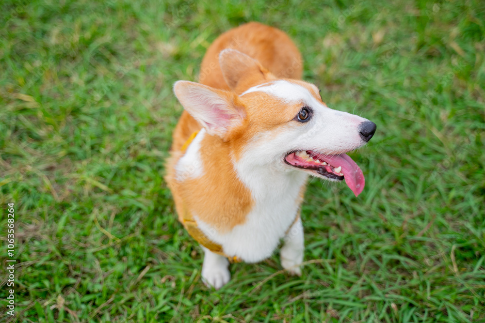Cute corgi dog is quite happy and happy while walking on the grass in the spring park Cute corgi dog is quite happy and happy while walking on the grass in the spring park