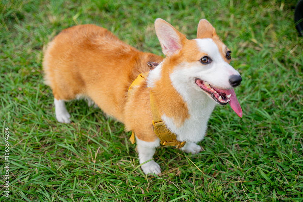 Cute corgi dog is quite happy and happy while walking on the grass in the spring park Cute corgi dog is quite happy and happy while walking on the grass in the spring park