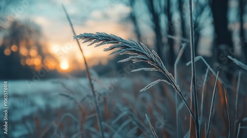 Macro of frostcovered blades of grass, winter morning light, icy patterns, natural beauty photo