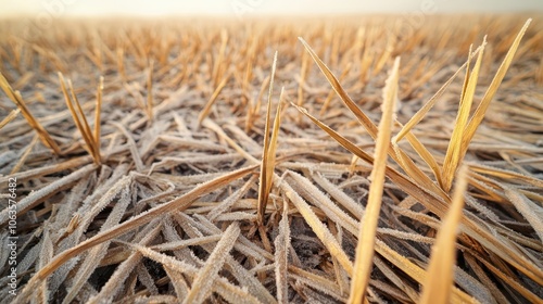 Macro of frostcovered blades of grass, winter morning light, icy patterns, natural beauty photo