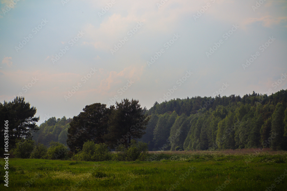 Fototapeta premium A beautiful field featuring trees set against a clear blue sky