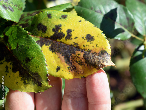 Woman's hand showing rose leaf with symptoms of fungal disease. Black spot of rose, caused by Diplocarpon rosae fungus