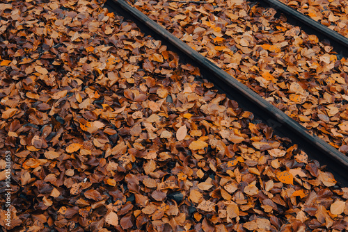 Autumn leaves background photo