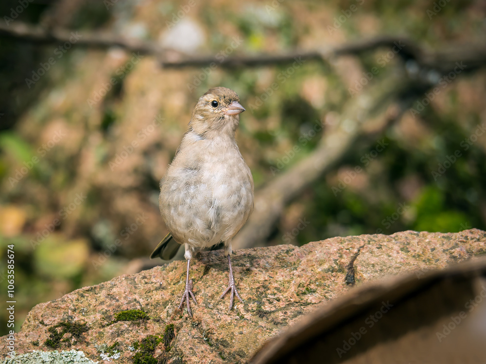 Female chaffinch perching on a grey rock. Close-up Female chaffinch perching on a grey rock. Close-up
