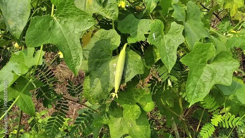 Luffa aegyptiaca sponge gourd vegetables with butterfly photo