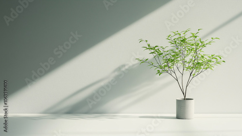 potted green plant casts serene shadow on minimalist white wall, creating peaceful atmosphere