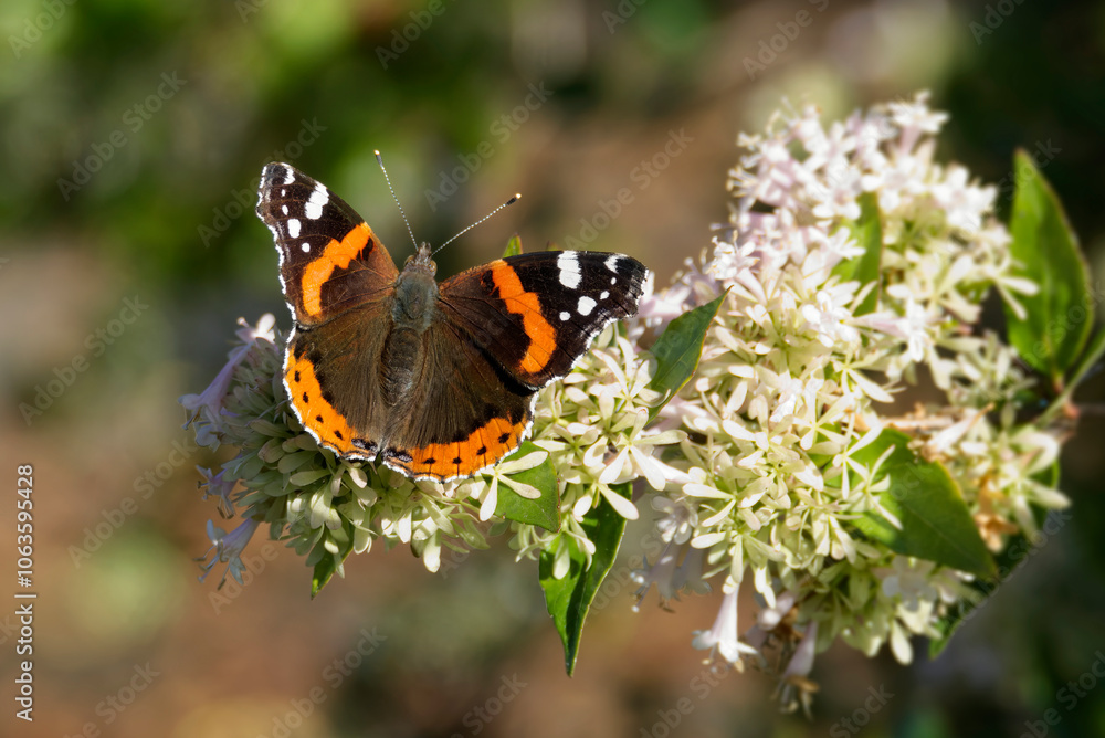 Red admiral butterfly (Vanessa Atalanta) perched on a white flower in Zurich, Switzerland Red admiral butterfly (Vanessa Atalanta) perched on a white flower in Zurich, Switzerland