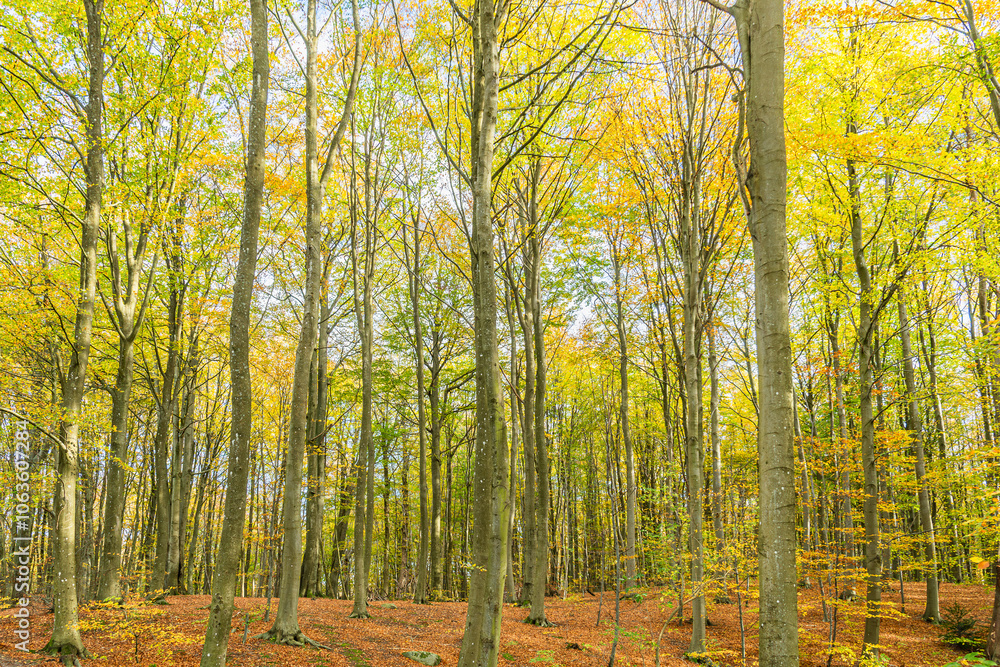 Obraz premium Autumn in Denmark