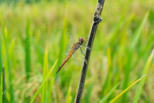 Dragonfly perched on a bamboo pole with a rice field in the background on a day after rain.