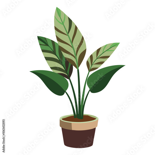 Calathea Orbifolia in pot, house plant flat style isolated. Vector illustration