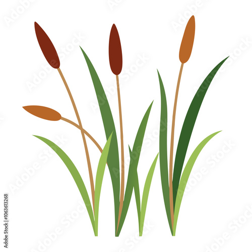 Reedmace plant. Bulrush, cattail or cane. Floral element flat style isolated. Vector illustration