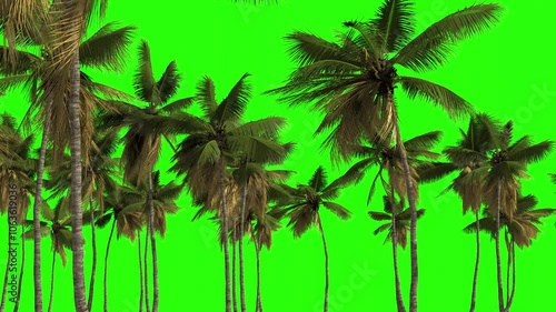 Tropical palm trees in the wind on a transparent background with alpha channel.