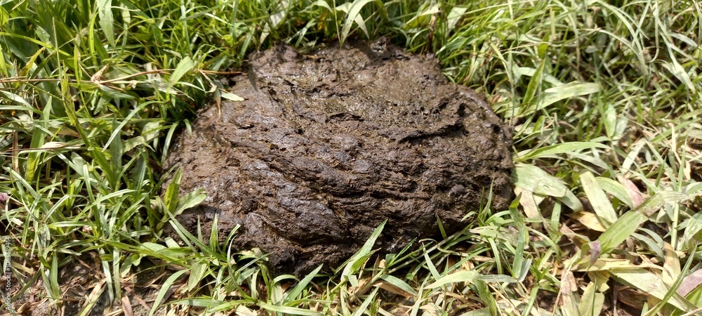 Cow dung can be used as organic fertilizer Cow dung can be used as organic fertilizer