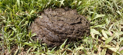 Photos Cow dung can be used as organic fertilizer