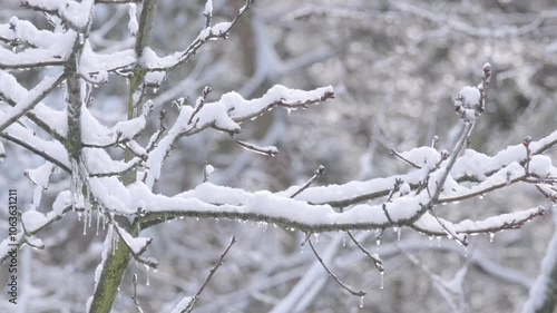 Wallpaper Mural beautiful crystal frost on foliage and tree branches, frosty morning, winter weather concept, beauty of nature, background for wallpaper Torontodigital.ca