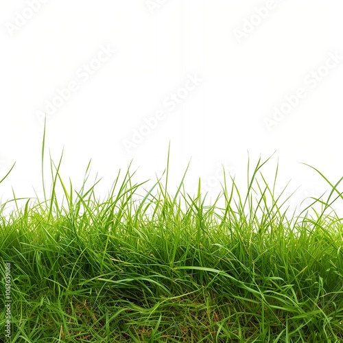 green grass on a white background, transparent