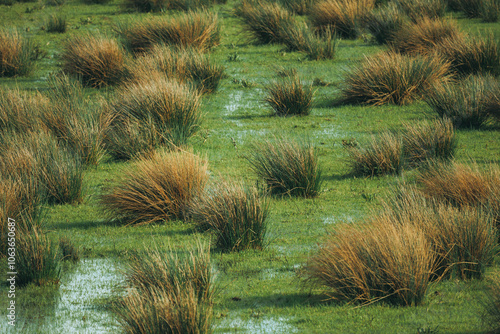 Swamp Landscape in Dutch National Park Near the Village of Werkendam, North Brabant, Netherlands photo