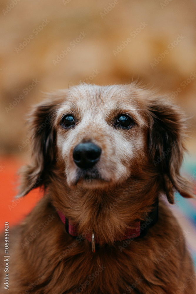 Fototapeta premium An old little dog. A half-breed long-haired dachshund in the park in autumn. A dog in yellow leaves.