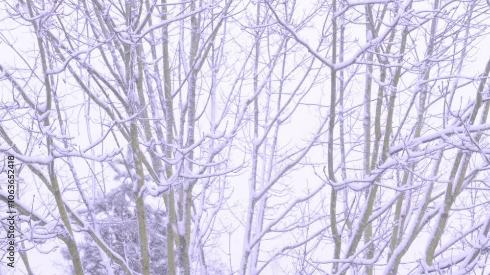 beautiful crystal frost on foliage and tree branches, frosty morning, winter weather concept, beauty of nature, background for wallpaper beautiful crystal frost on foliage and tree branches, frosty morning, winter weather concept, beauty of nature, background for wallpaper