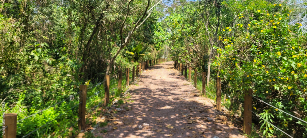eucalyptus plantation farm in sunny day in brazil countryside on dirt road eucalyptus plantation farm in sunny day in brazil countryside on dirt road