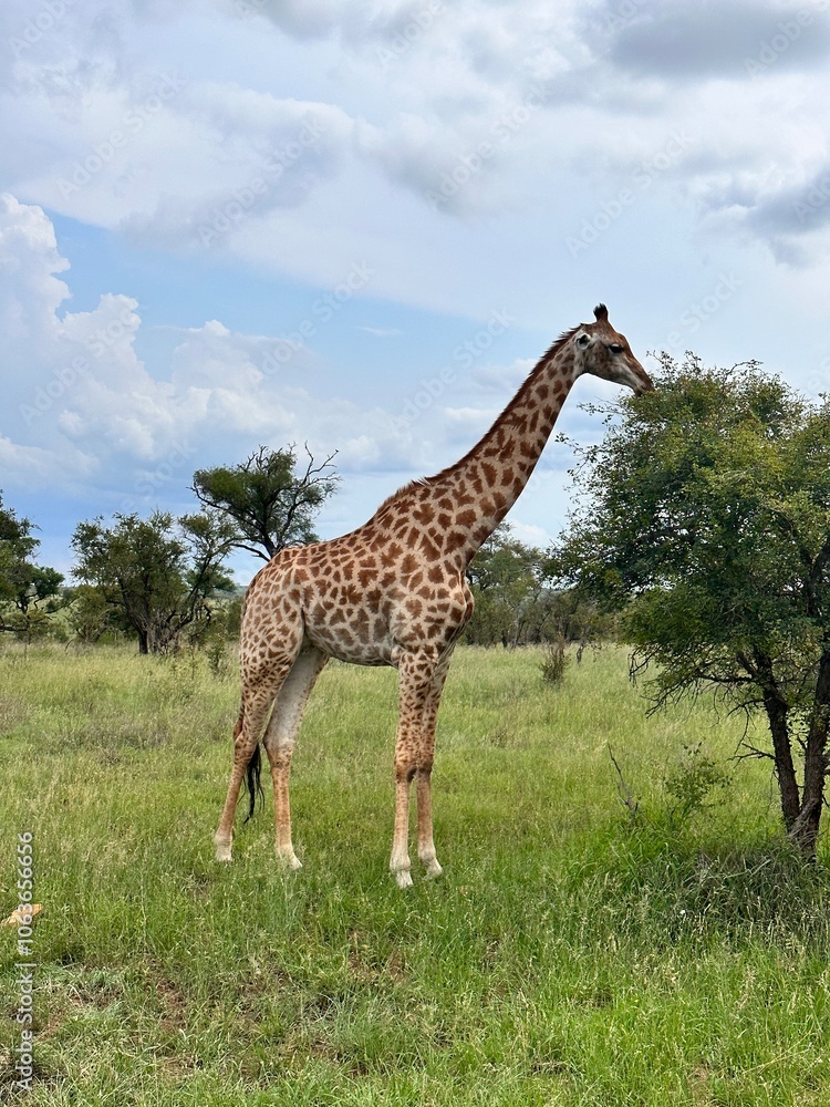 girrafe in africa girrafe in africa