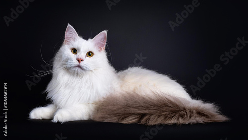 Angora cat lying on black background.