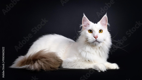 Angora cat lying on black background.