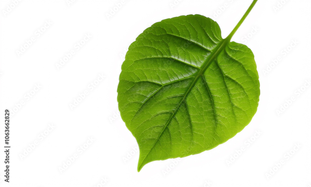 _An isolated vibrant green leaf showcasing intricate veins and texture against a white background _An isolated vibrant green leaf showcasing intricate veins and texture against a white background