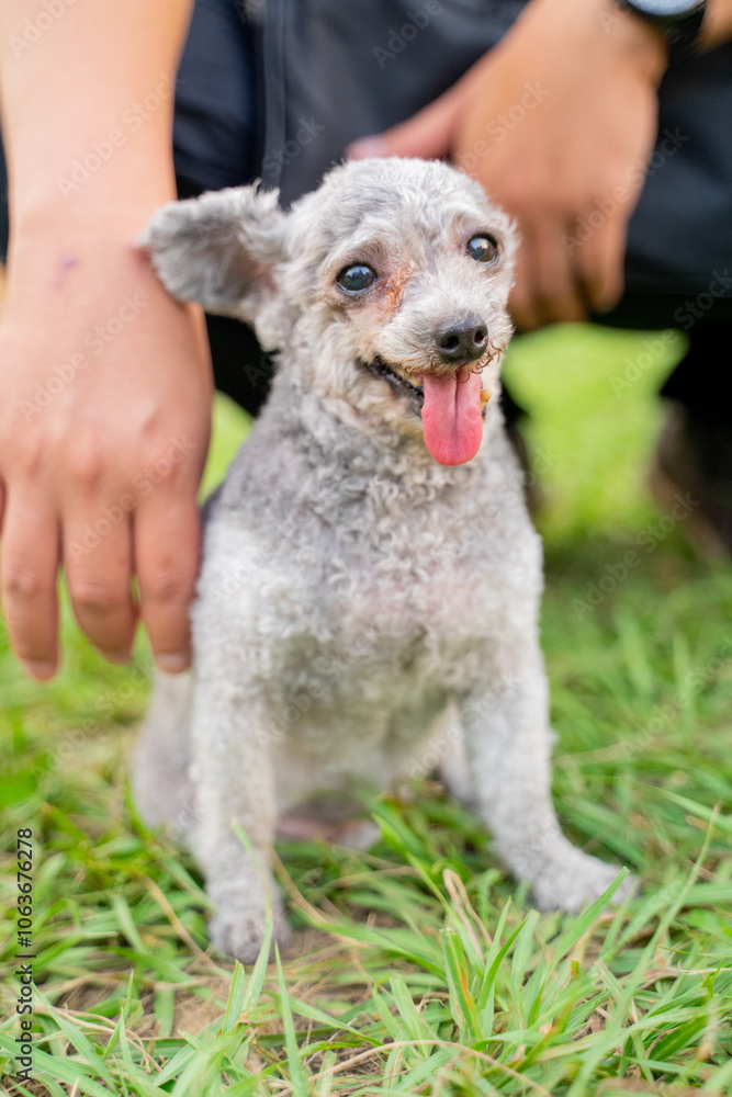 The cute poodle dog plays happily on the grass in the park on the weekend and is quite happy The cute poodle dog plays happily on the grass in the park on the weekend and is quite happy