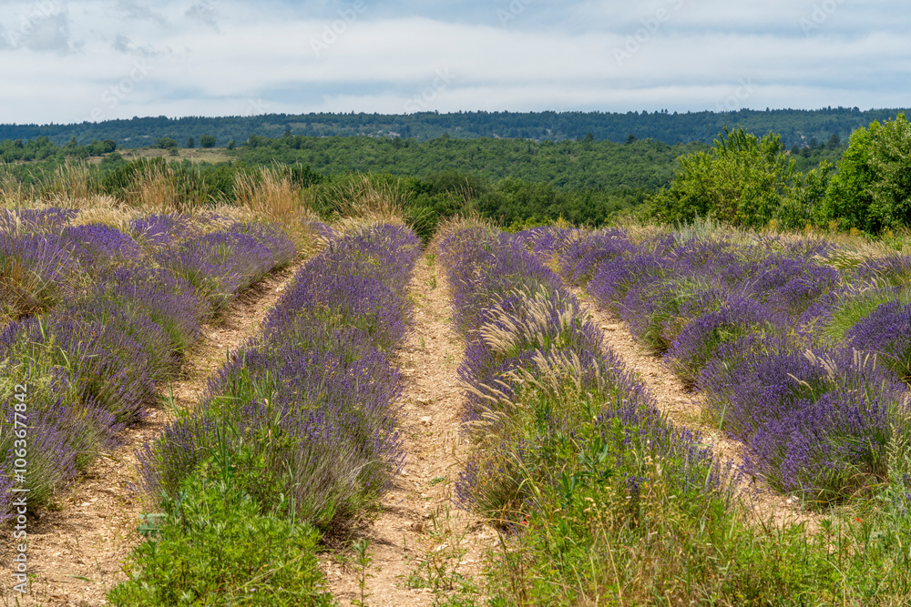 Lavender field in France Lavender field in France