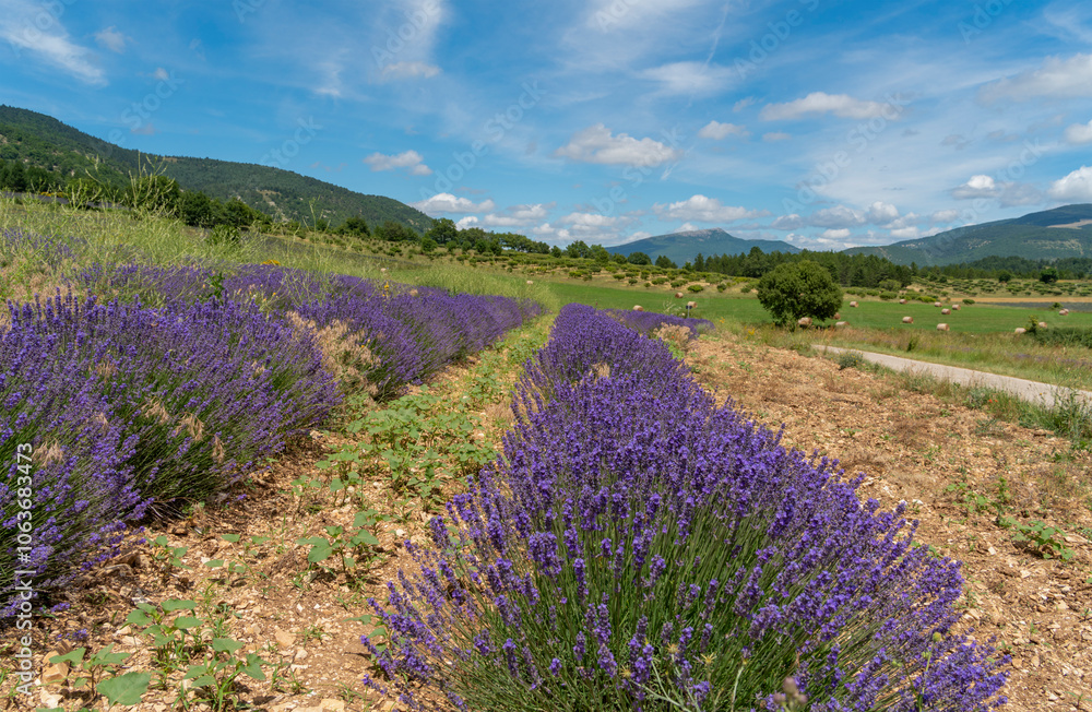 Naklejka premium Lavender field in France