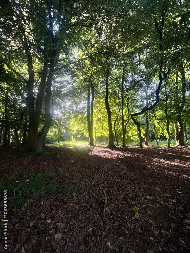 Fototapeta premium morning in the woods