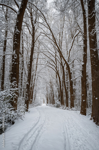 Wallpaper Mural Winding forest path lined with snow-covered trees Torontodigital.ca