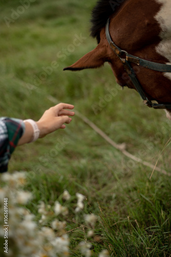person and horse