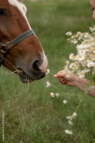 person and horse