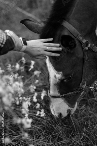 person and horse