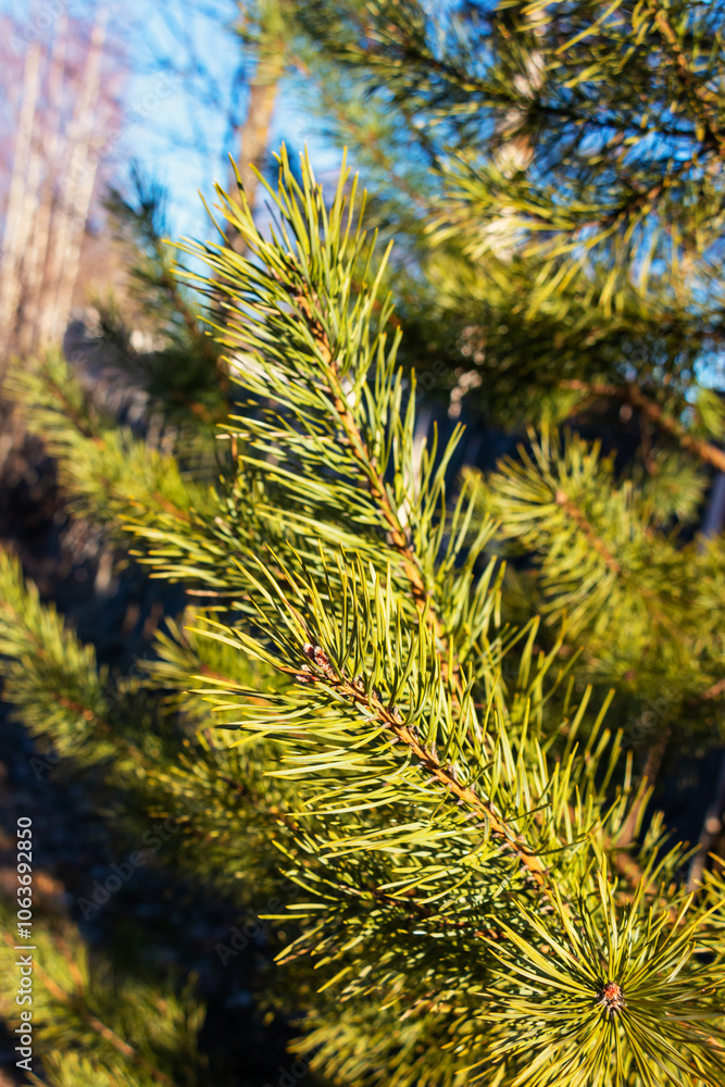 Green pine branches on a sunny winter day against a blue sky Green pine branches on a sunny winter day against a blue sky