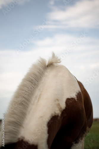 person and horse