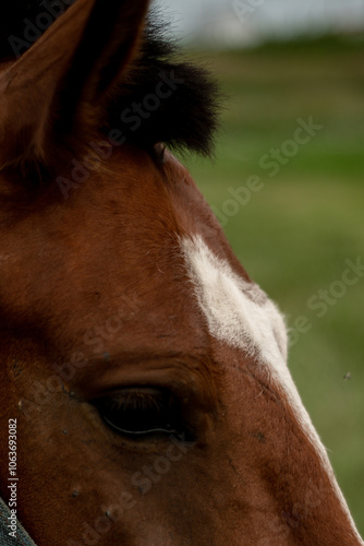 person and horse