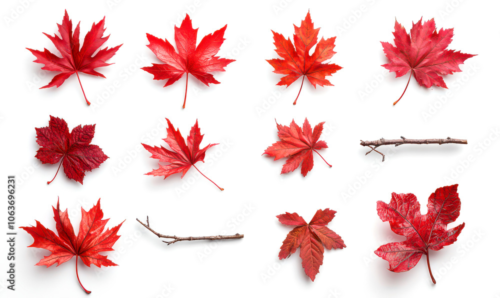 Collection of red autumn leaves and twigs isolate on white background. Collection of red autumn leaves and twigs isolate on white background.