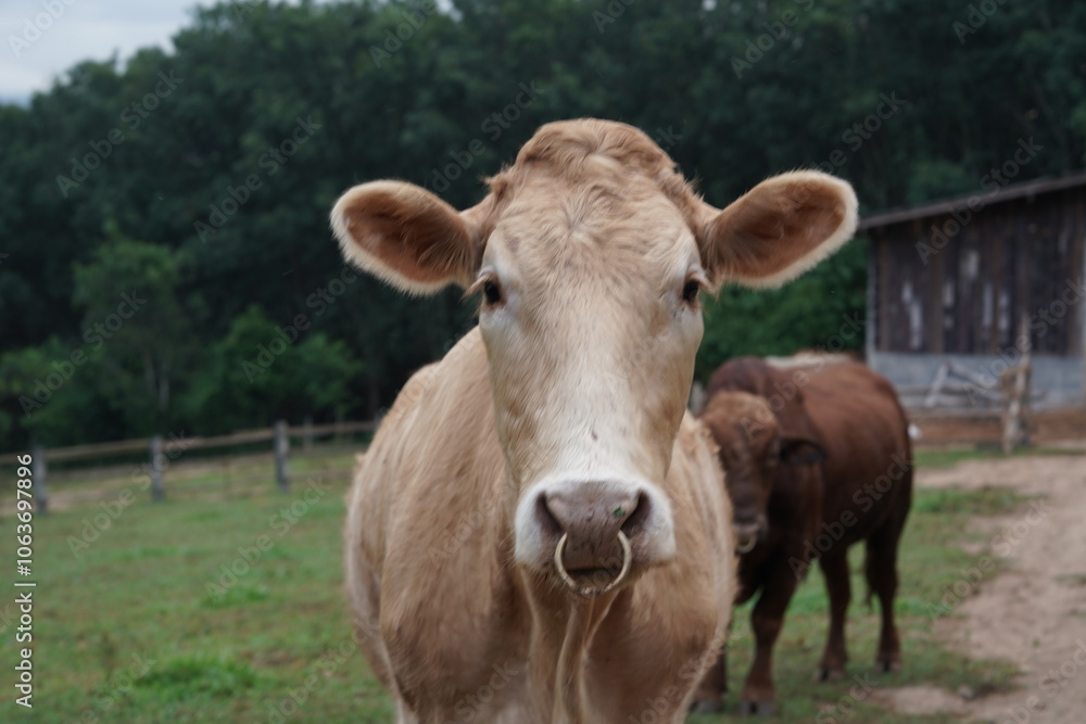 Brown cow standing and eating grass in a field Brown cow standing and eating grass in a field