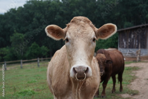 Brown cow standing and eating grass in a field