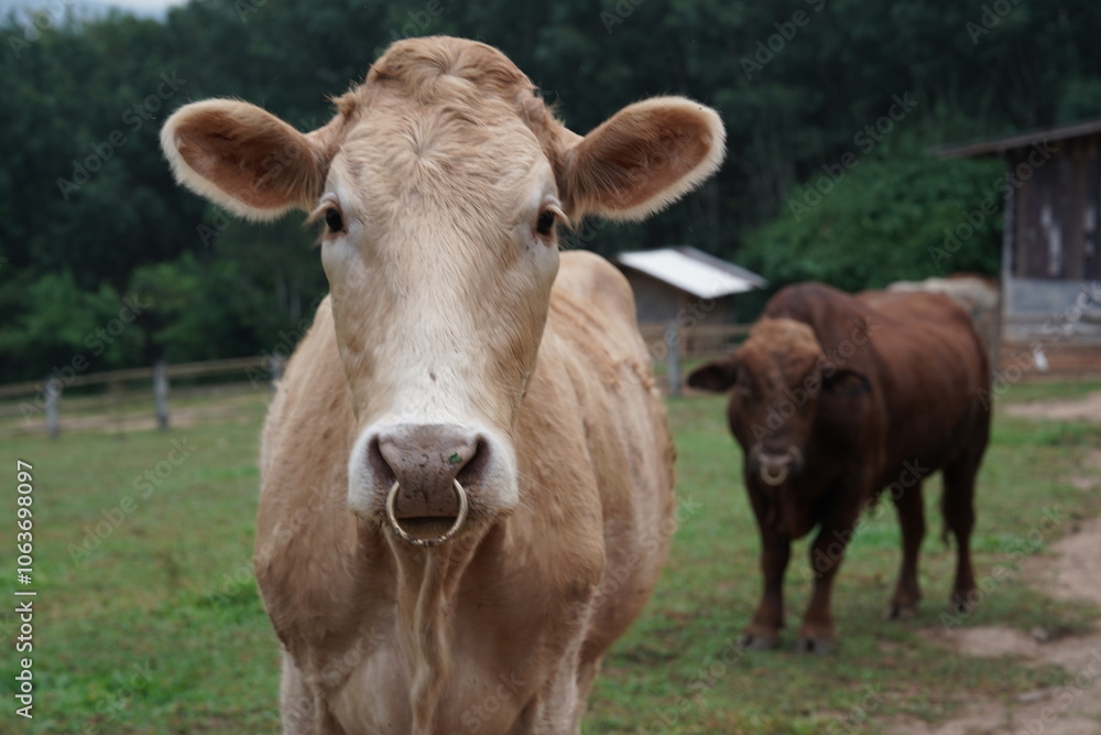 Brown cow standing and eating grass in a field Brown cow standing and eating grass in a field