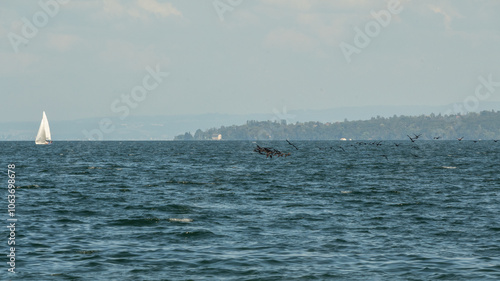 Vol De Cormorans sur le Lac Léman photo