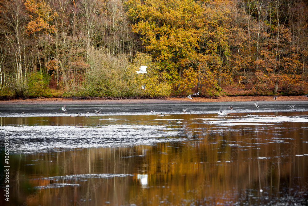 custom made wallpaper toronto digitalAutumn colors at the Thülsfelder Dam, Germany