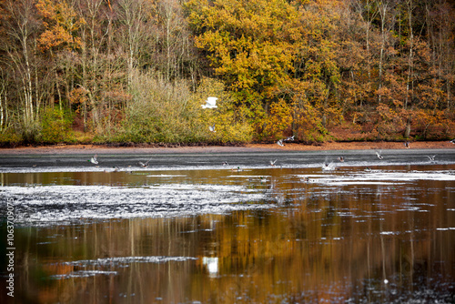 Wallpaper Mural Autumn colors at the Thülsfelder Dam, Germany Torontodigital.ca