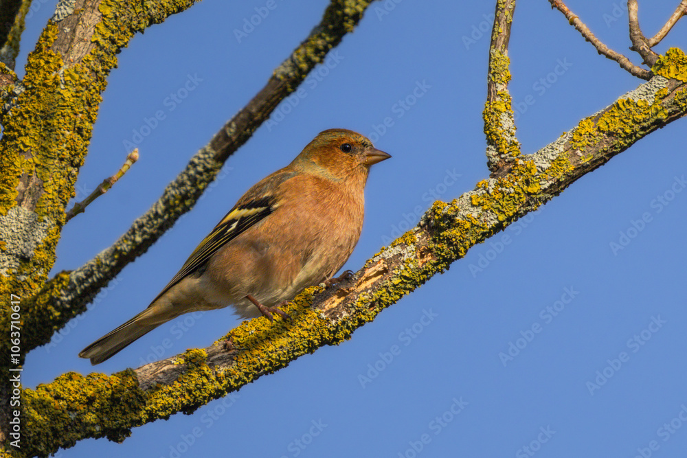 Eurasian Chaffinch perched on a tree in the morning light Eurasian Chaffinch perched on a tree in the morning light