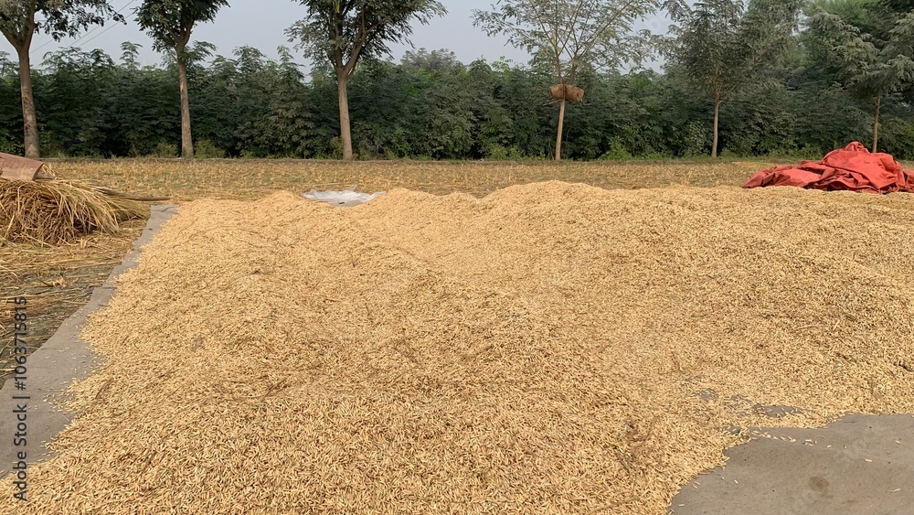 Pile of Rice Porridge Drying in the Sun, Traditional Food Preparation, Natural Sun-Drying Process, Homemade Rice Dish, Rural Cuisine, Organic Food Preservation, Asian Culinary Tradition Pile of Rice Porridge Drying in the Sun, Traditional Food Preparation, Natural Sun-Drying Process, Homemade Rice Dish, Rural Cuisine, Organic Food Preservation, Asian Culinary Tradition