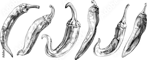 Chili pepper set hand drawn engraved ink art collection. Isolated paprika on white background.