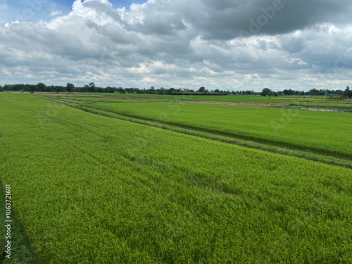 Green rice plants in the rice fields amidst the rural atmosphere, giving a feeling of being close to nature.